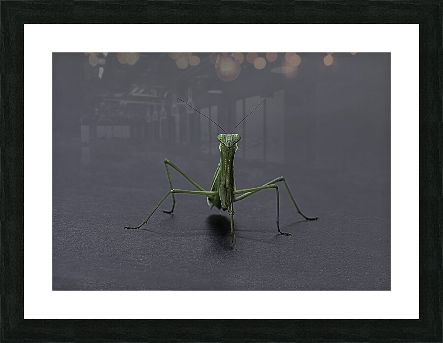 INS 00635 Picture Frame print