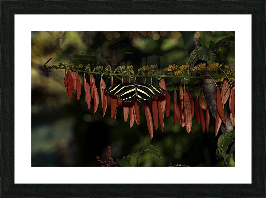 INS 00647 Picture Frame print