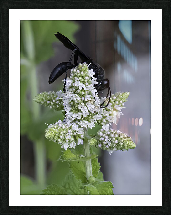 INS 00616 Picture Frame print