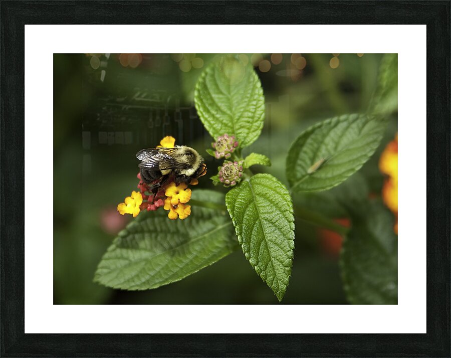 INS 00643 Picture Frame print