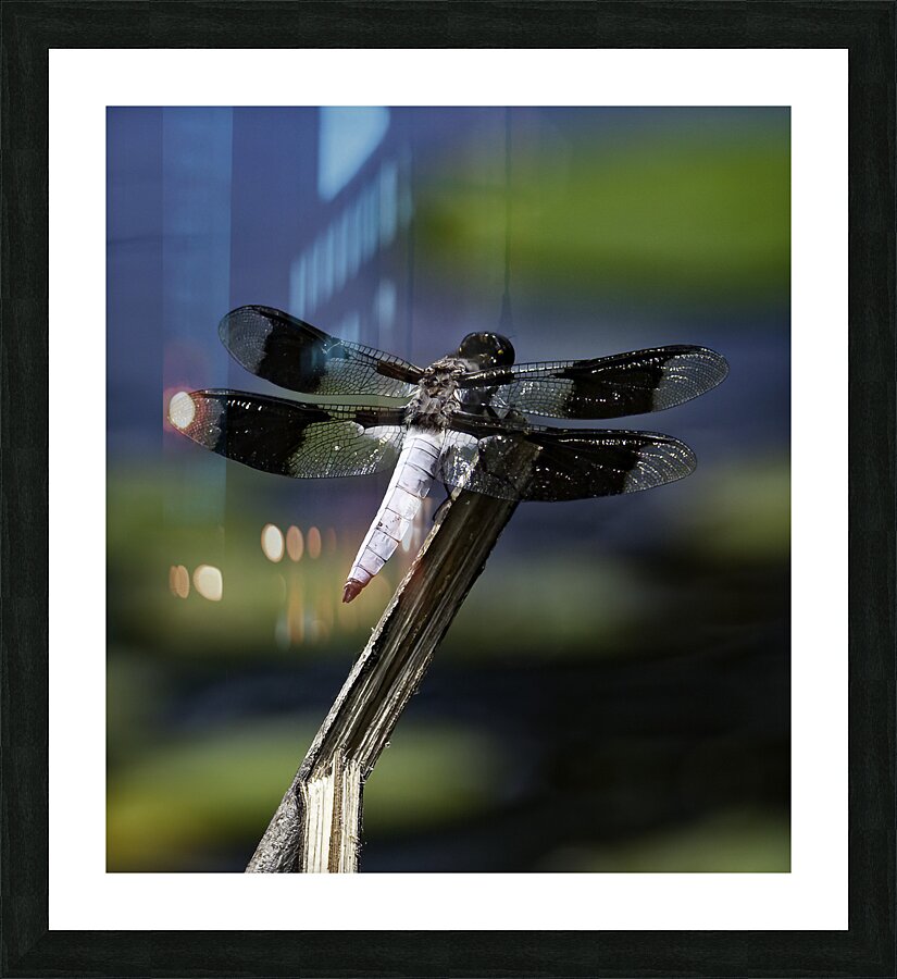 INS 00629 Picture Frame print