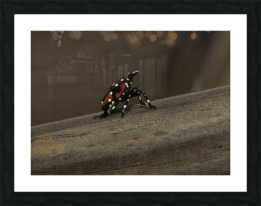 INS 00630 Picture Frame print