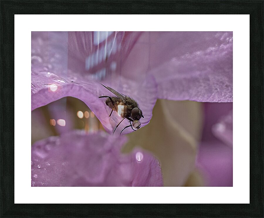 INS 00653 Picture Frame print