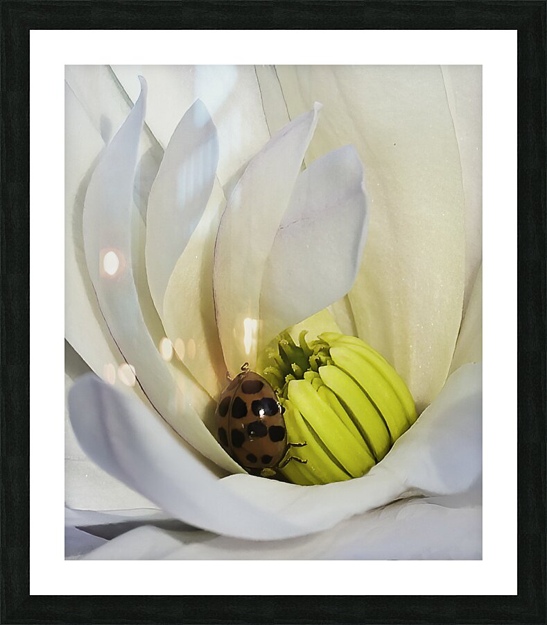 *INS 00641 Picture Frame print