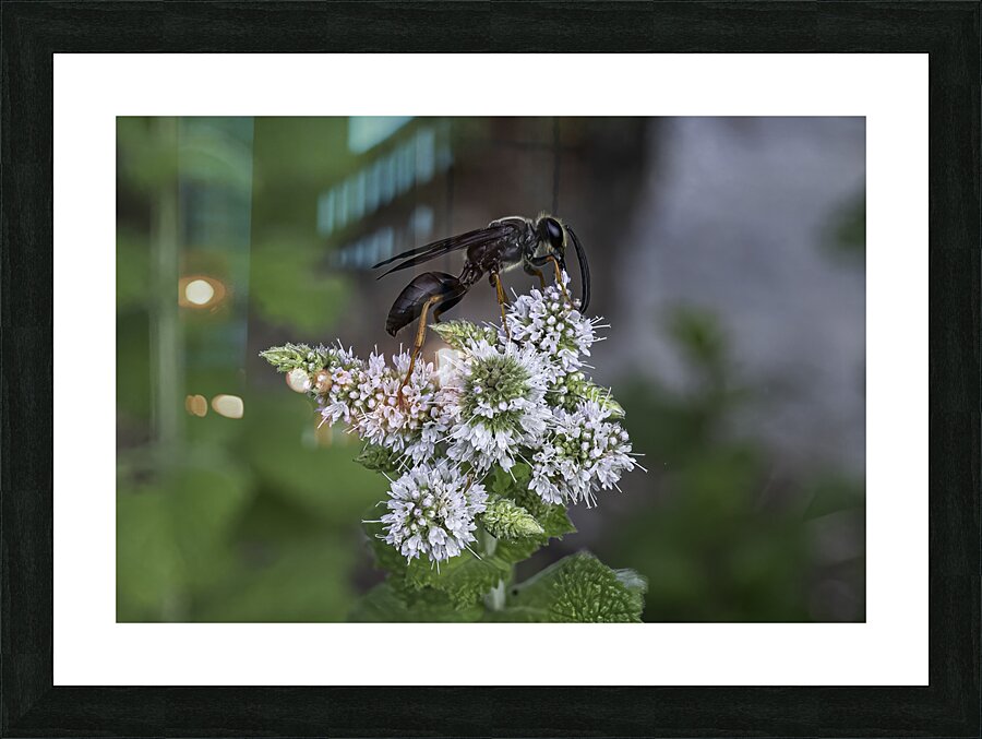 INS 00646 Picture Frame print