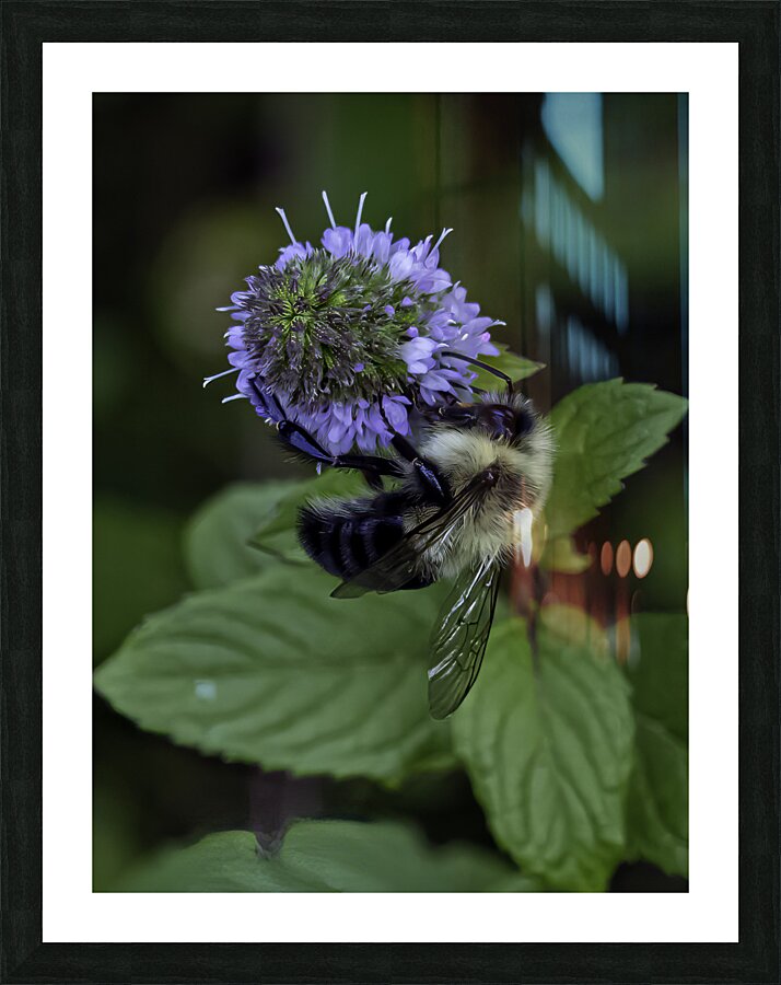 INS 00620 Picture Frame print