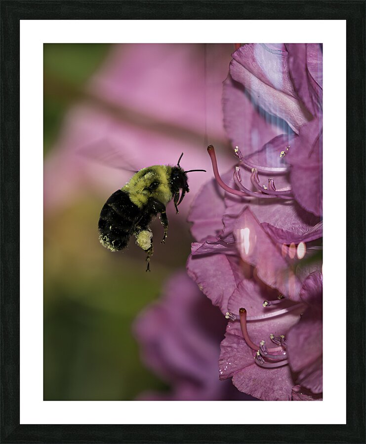 INS 00618 Picture Frame print