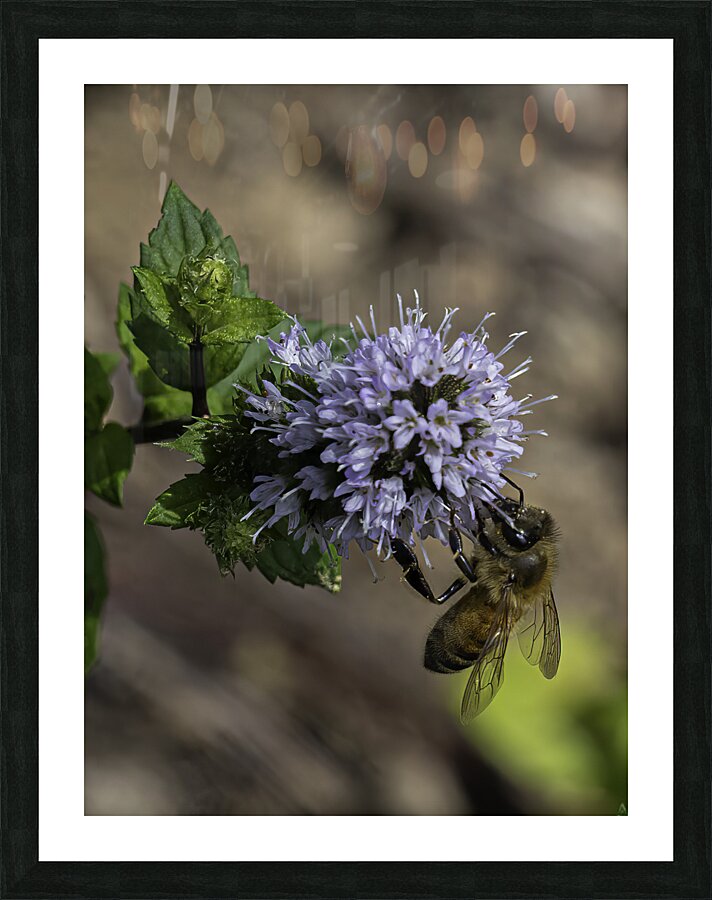 INS 00619 Picture Frame print