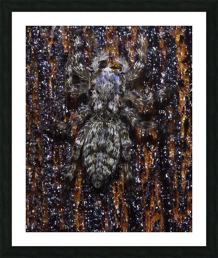 INS 00636 Picture Frame print
