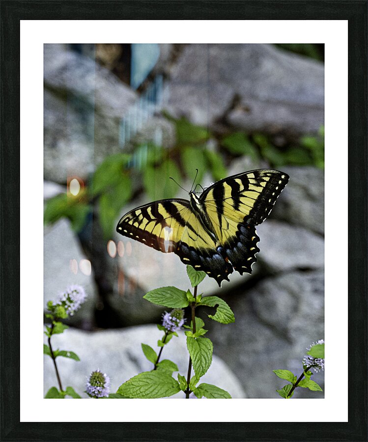 INS 00613 Picture Frame print