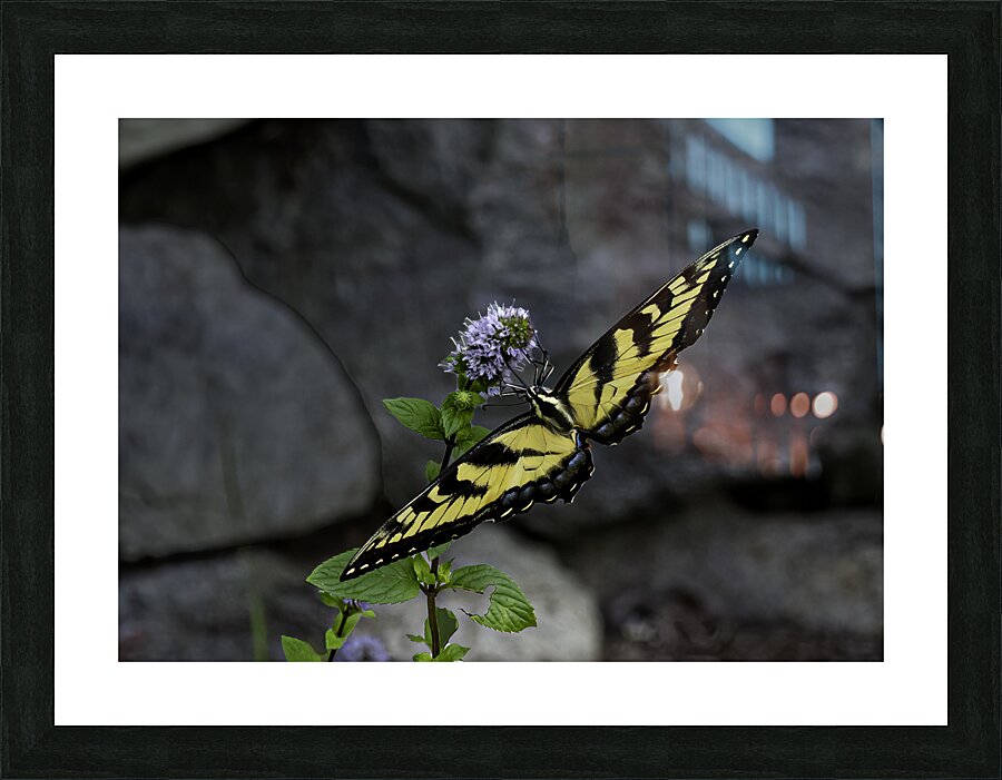 INS 00612 Picture Frame print