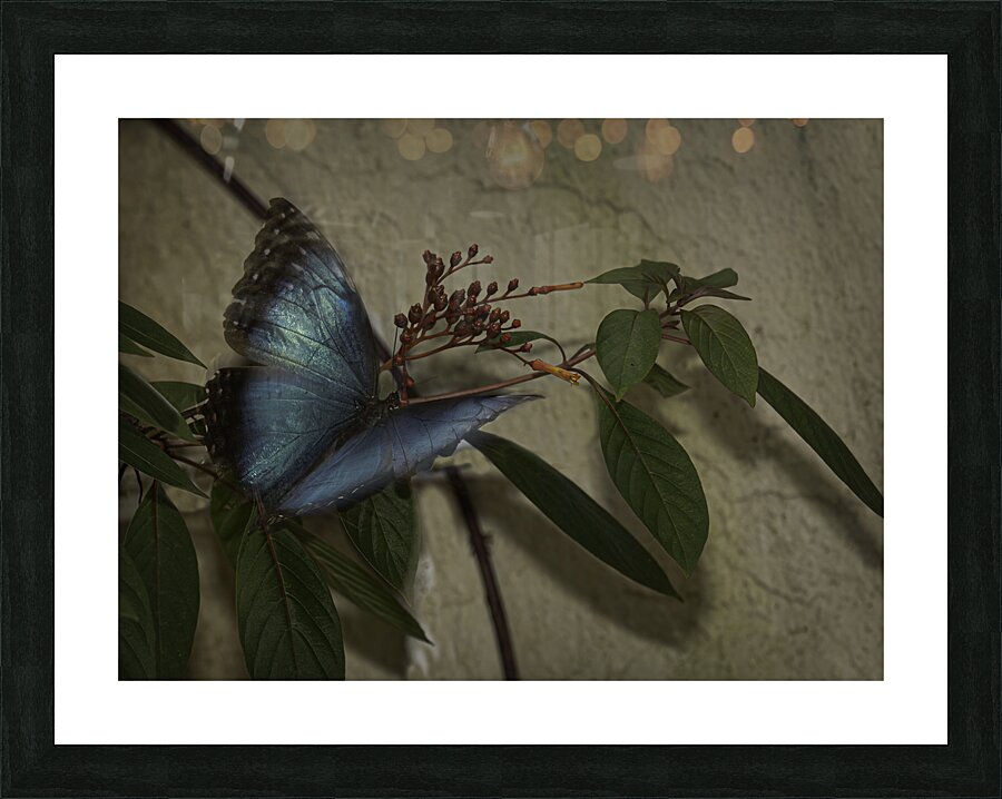 INS 00607 Picture Frame print