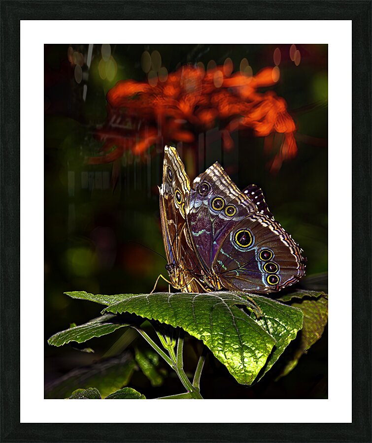 INS 00650 Picture Frame print