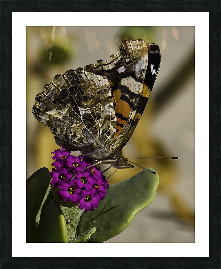 INS 00626 Picture Frame print