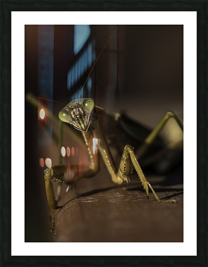INS 00633 Picture Frame print