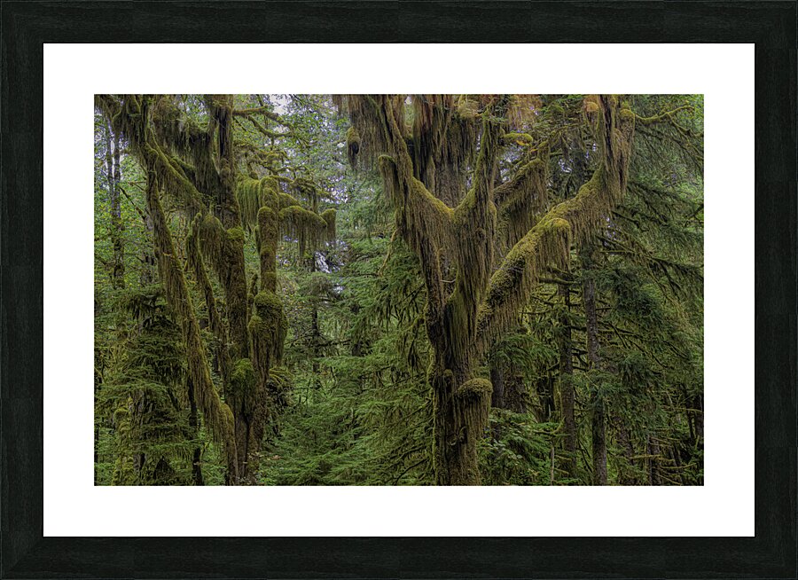 LAN 00729 Picture Frame print