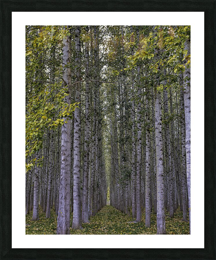 LAN 00978 Picture Frame print