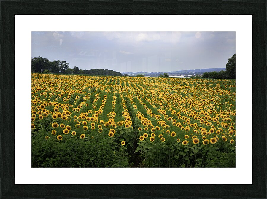 MIS 01094 Picture Frame print