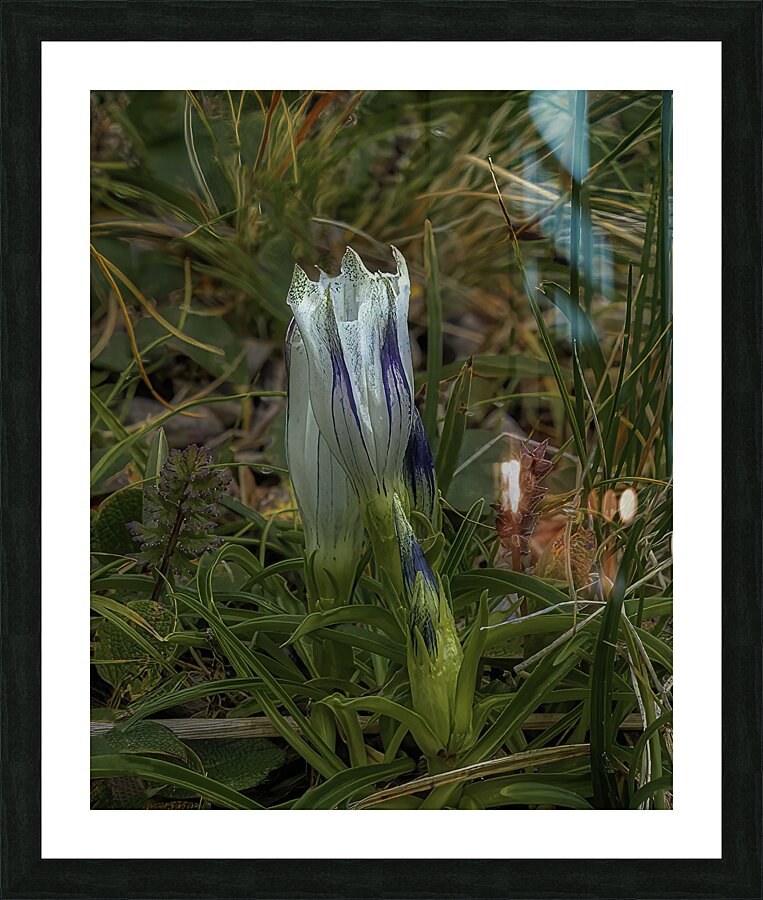 MIS 01162 Picture Frame print