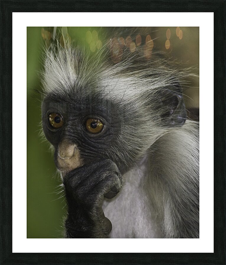PEO 01239 Picture Frame print
