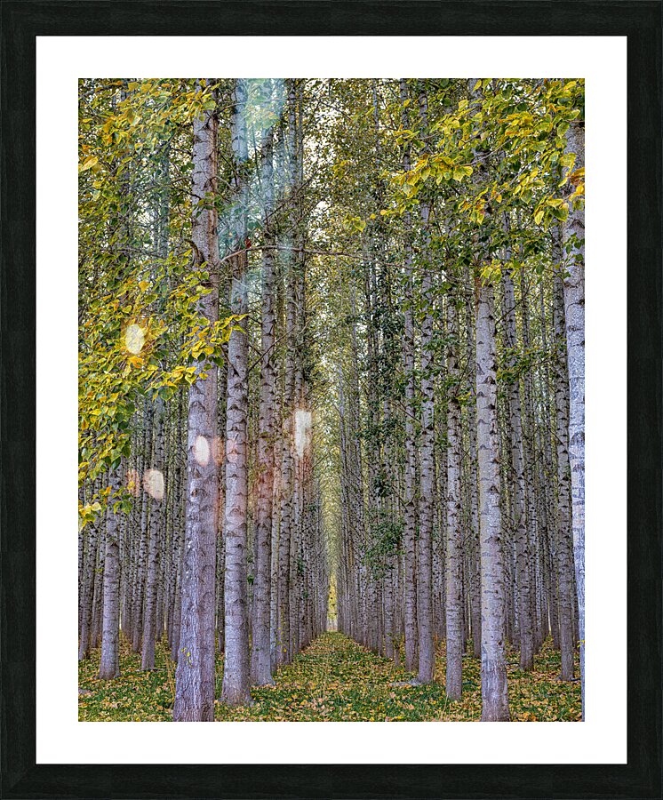 LAN 01660 Picture Frame print