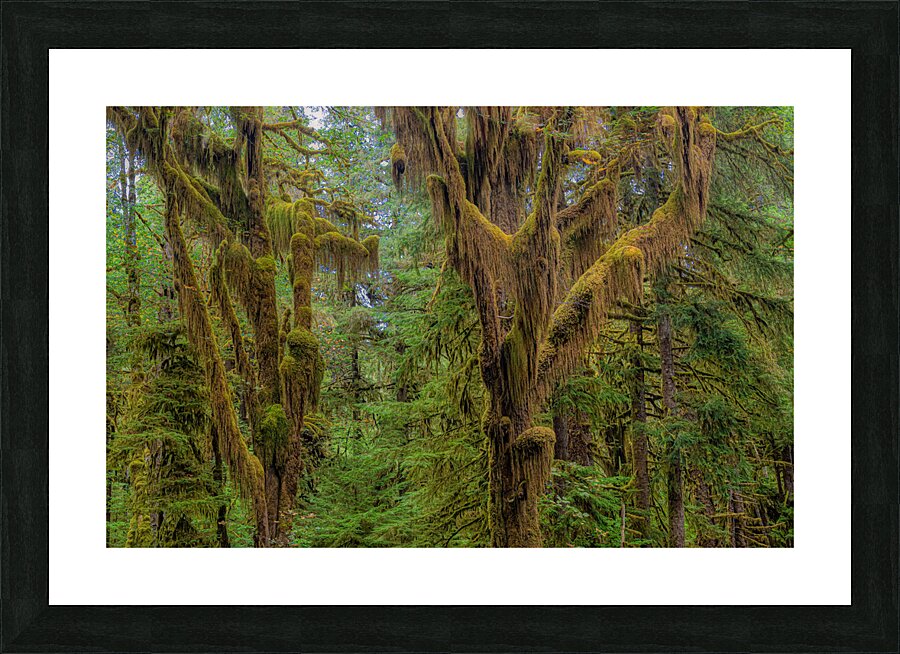 LAN 01661 Picture Frame print