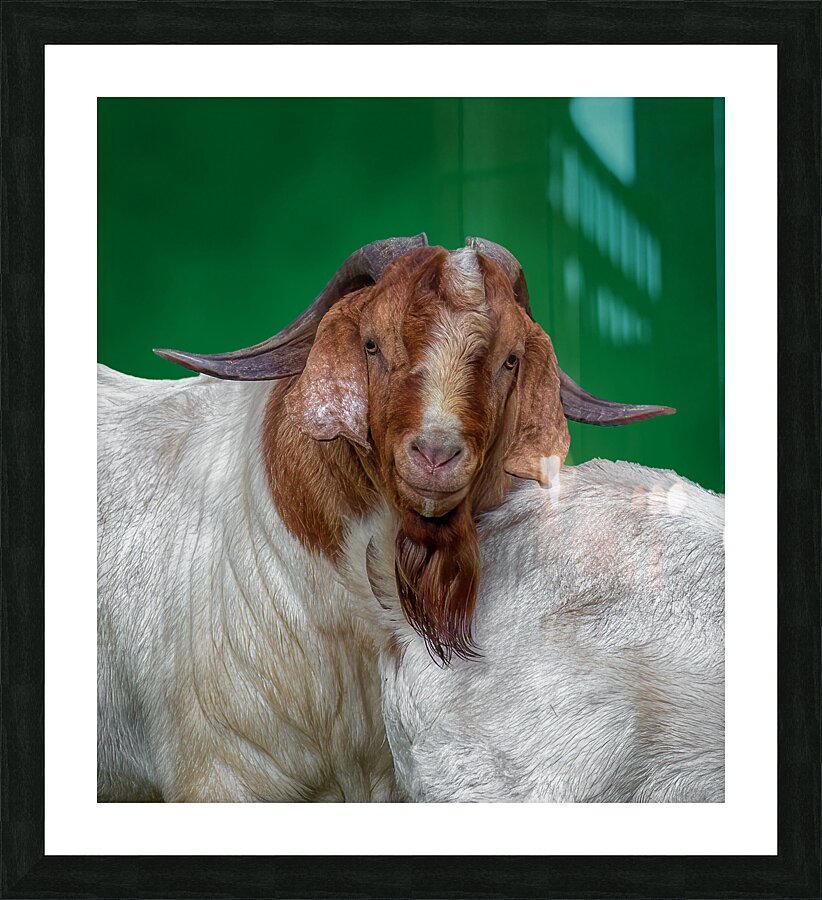 ANI 01694 Picture Frame print