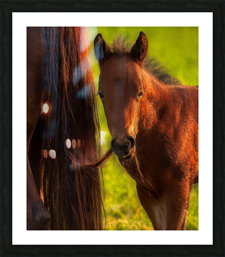 ANI 01690 Picture Frame print
