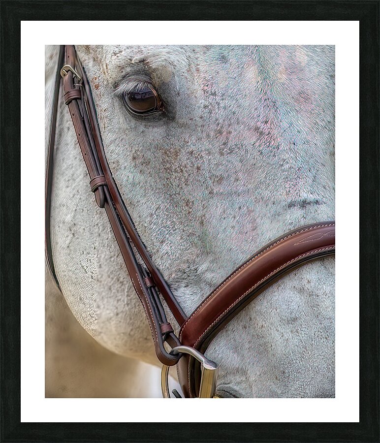 ANI 01692 Picture Frame print