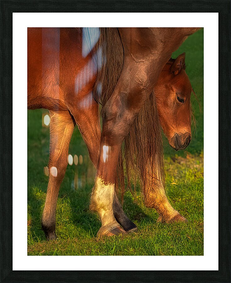 ANI 01689 Picture Frame print