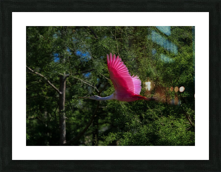 BIR 01720 Picture Frame print