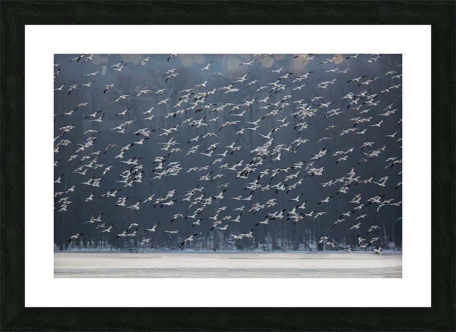 BIR 01724 Picture Frame print
