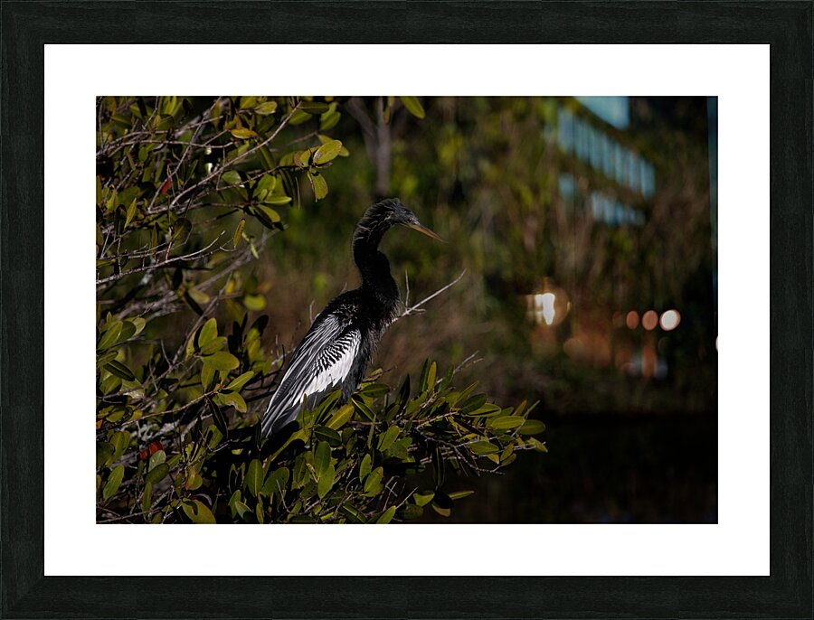 BIR 01717 Picture Frame print