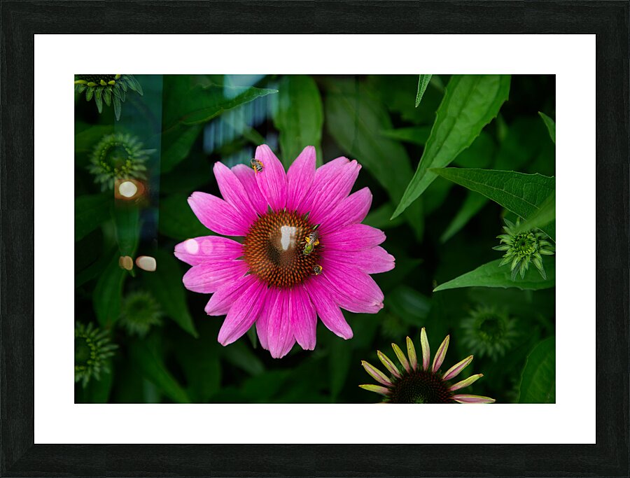 FLO 01791 Picture Frame print