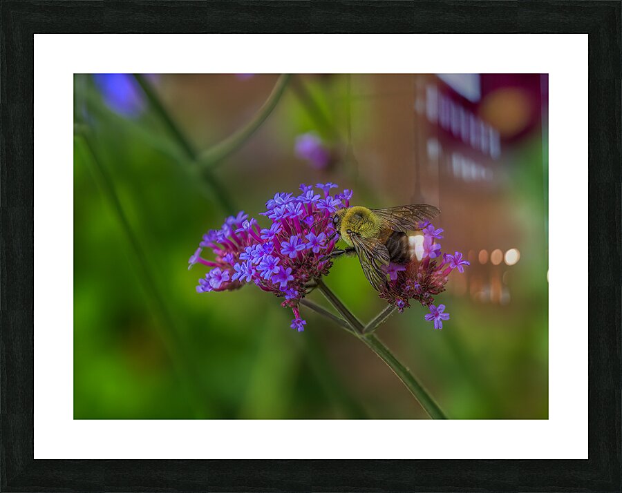 FLO 01792 Picture Frame print