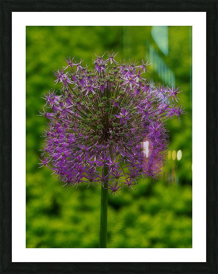 FLO 01772 Picture Frame print