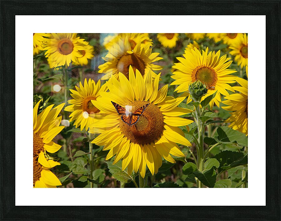 FLO 01763 Picture Frame print