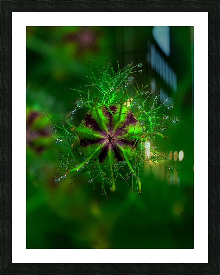 FLO 01787 Picture Frame print