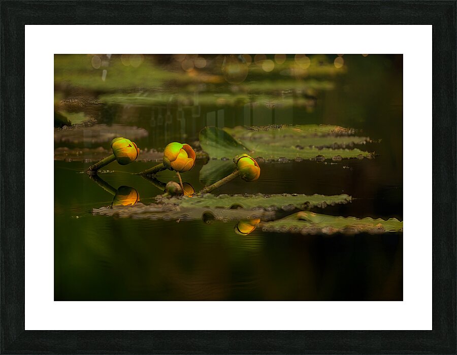 FLO 01759 Picture Frame print