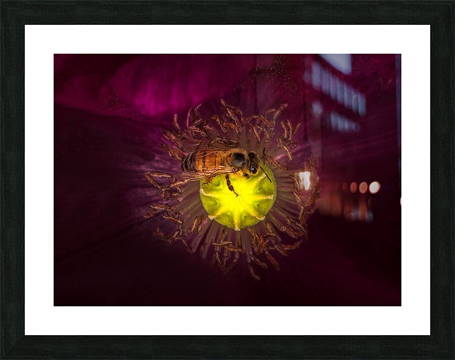 FLO 01793 Picture Frame print