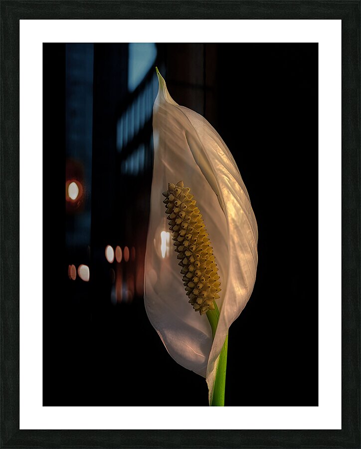FLO 01768 Picture Frame print