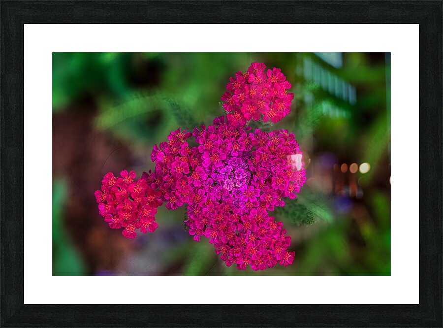 FLO 01776 Picture Frame print