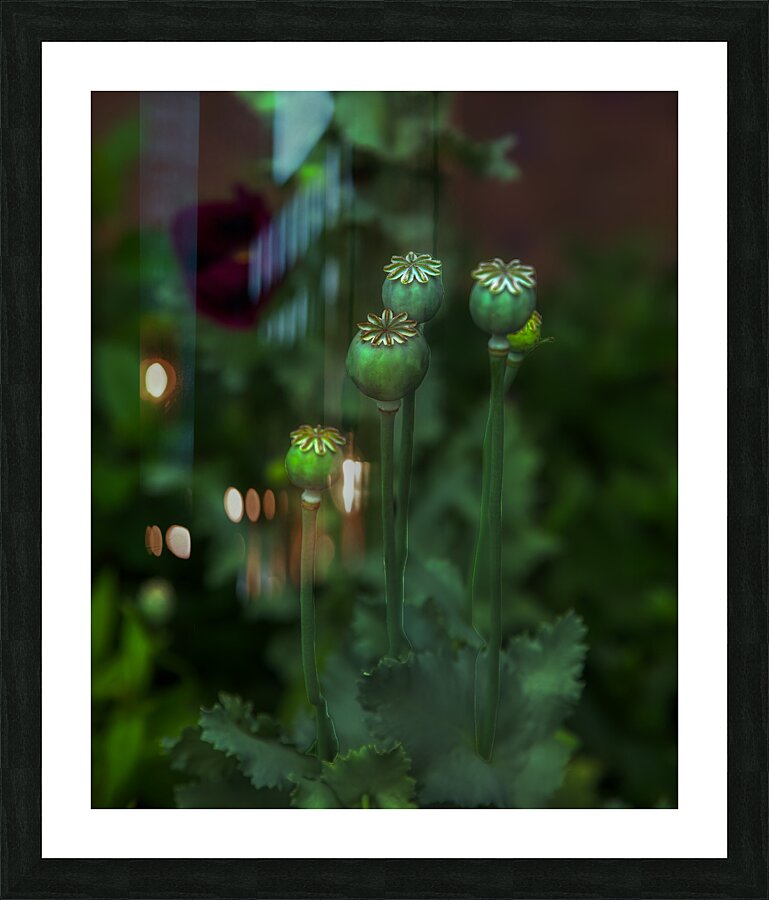 FLO 01795 Picture Frame print