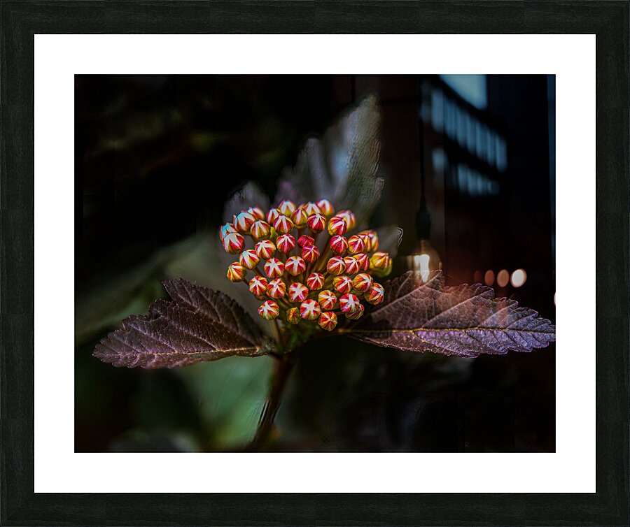 FLO 01770 Picture Frame print