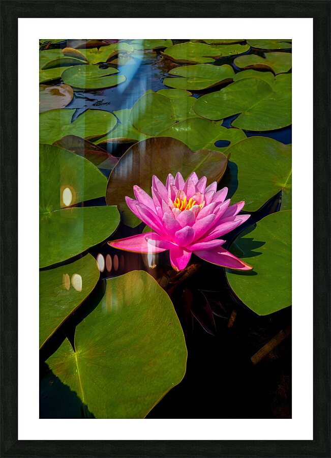 FLO 01823 Picture Frame print