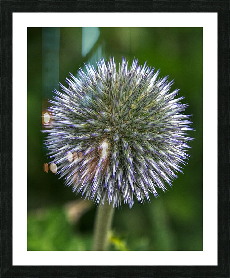 FLO 01786 Picture Frame print