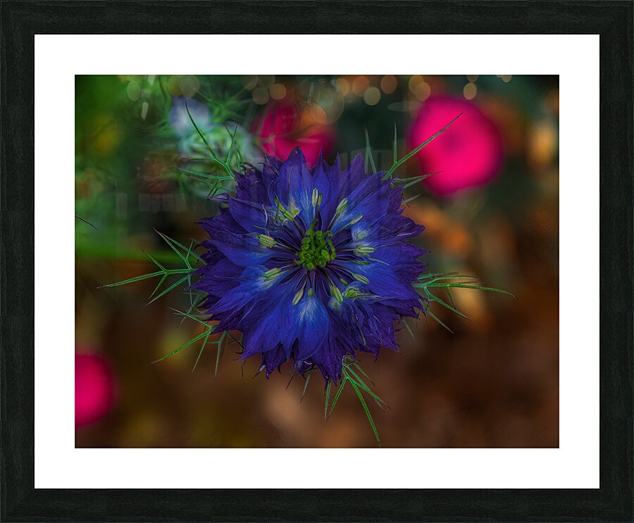 FLO 01774 Picture Frame print
