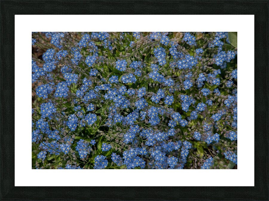 FLO 01771 Picture Frame print
