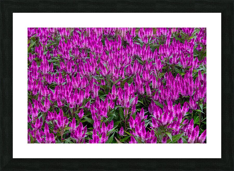 FLO 01806 Picture Frame print
