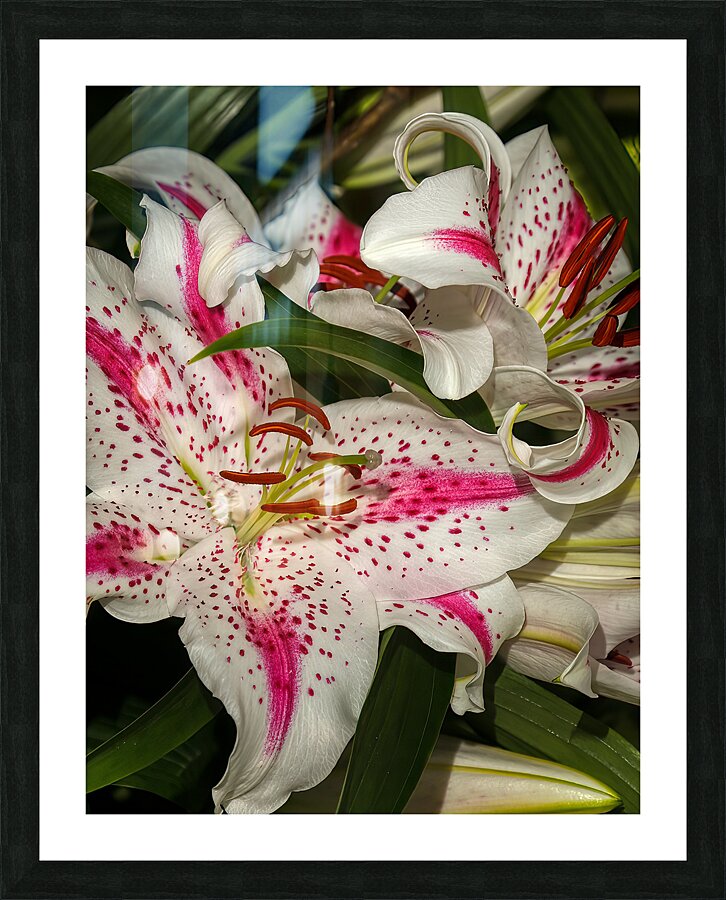FLO 01811 Picture Frame print